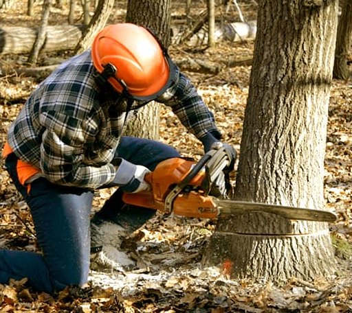 Tree Removal in Lampe, MO